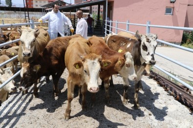 Ağrı'da Yüzde 30 Hibeli Düve Alım Desteği Başvuruları Sonuçlandı