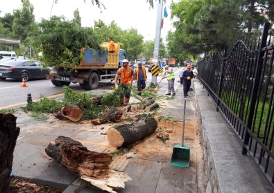 Ankara'da Fırtınada Ağaçlar Devrildi