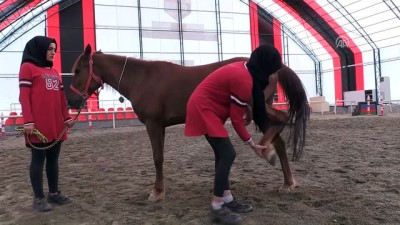 Atların Bakımında 'Kadın Hassasiyeti'