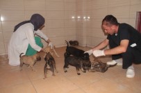 TOLGA AĞAR - Bitkin Halde Bulunan 20 Yavru Köpek Koruma Altına Alındı