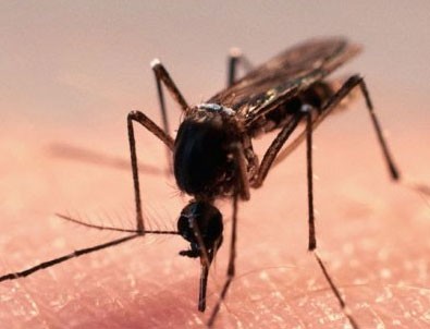Fransızlar kente sivrisinek girişini yasakladı