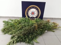 HINT KENEVIRI - İpteki Çamaşırların Ceplerine Uyuşturucu Saklayıp, Saksılarda Kenevir Yetiştirdiler