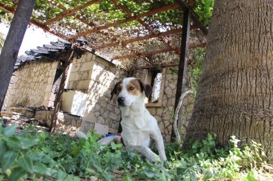 Orman Yangınında Küle Dönen Lüks Villanın Köpekleri Villayı Terk Etmedi