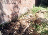 ŞİŞLİ BELEDİYESİ - (Özel) Sokak Hayvanlarını Telef Eden Atık Suya İSKİ Çözüm Buldu