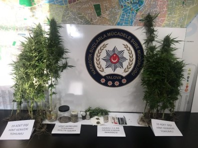 Yalova Ve İstanbul'da Eş Zamanlı Uyuşturucu Operasyonu