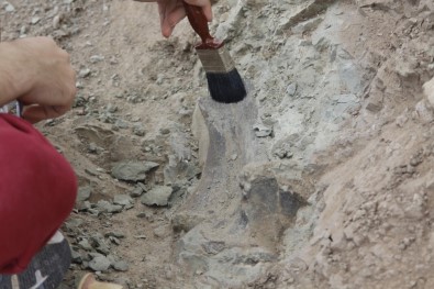Çankırı'da Omurgalı Fosil Kazıları Başladı