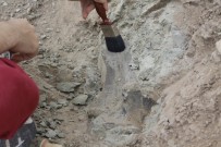 ANTROPOLOJI - Çankırı'da Omurgalı Fosil Kazıları Başladı