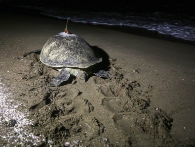 Deniz Kaplumbağası 48 Günde Adana'dan Mısır'a Gitti