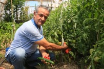 MAKINE MÜHENDISI - Küçükçekmeceliler Pazara Gitmiyor, Bahçeye İniyor