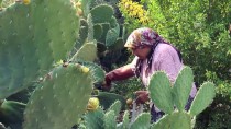 SOLMAZ - Mersin'de Dikenli İncir Hasadı Başladı