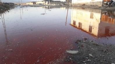 Görenleri şaşkına çeviren görüntü