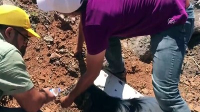 Zifte Yapışan Keçi Belediye Ekiplerince Kurtarıldı