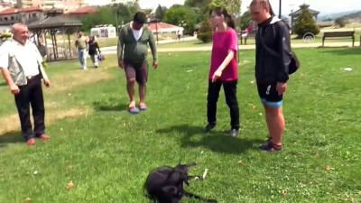 Avusturyalı Gezgin Kaybettiği Köpeğine Kavuştu
