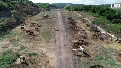 Beykoz'daki Atlar Kamyonlarla Şehir Dışına Götürülüyor
