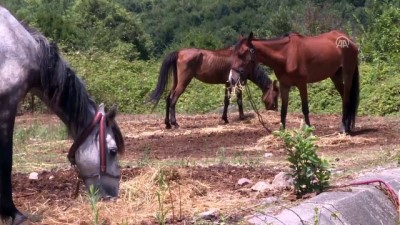 Beykoz'daki atlar tahliye edilecek