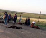 Kamyonetin Çarptığı Sürüden 70 Koyun Telef Oldu