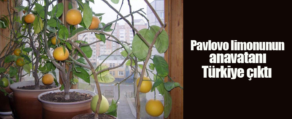 Pavlovo limonunun anavatanı Türkiye çıktı