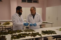 FEN FAKÜLTESİ - Bartın Üniversitesi'nin Biyoetanol Projesi Devam Ediyor