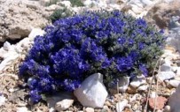 BİLİMSEL ARAŞTIRMA - Eskişehir'de Yeni Bir Bitki Türü Keşfedildi