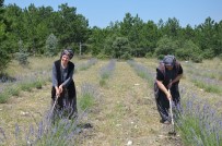 NABI AVCı - Frig Vadisi Lavanta Kokmaya Başladı