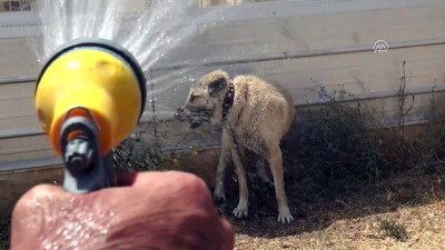 Kangal Köpeği 'Soğuk Duş' İle Serinliyor