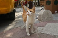 FENOMEN - 'Mırmır'ı Gören Köpekler Yolunu Değiştiriyor