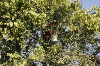 BEYTÜŞŞEBAP - (Özel) Beytüşşebap'ta Erik Hasadı Başladı