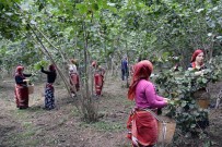 FINDIK HASADI - (Özel) Fındık Hasadı Dua Ve Kemençeyle Başladı