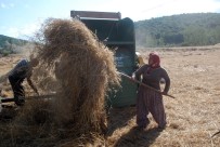 Tokat'ta Buğday Rekoltesinde Düşüş Haberi