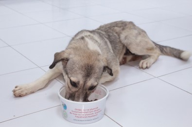 Ölüme Terk Edilen Köpek Koruma Altında