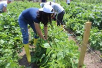 ORGANIK TARıM - Hem Üniversite Okuyor, Hem De Organik Sebze Üretiyorlar