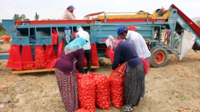 Suluova'da Soğan Hasatına Başlandı