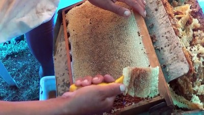 Toroslarda Bal Hasadı Başladı
