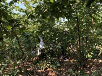 UMUTLU - Alaplı'da Fındık Hasadı Erken Başladı