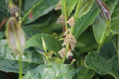 Doğu Karadeniz'i istila etti!