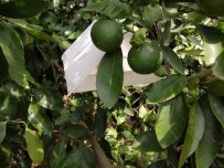 YENIKÖY - Kozan İlçe Tarım Müdürlüğünden Akdeniz Sineği İle Mücadele