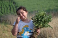 UMUTLU - Nohut Üreticisi Verimden Bu Yıl Memnun