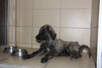 RÖNTGEN - Vicdansız Sürücünün Çarpıp Bıraktığı Köpek Tedavi Ediliyor
