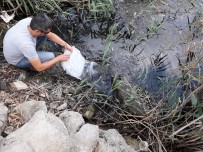 Aydın'da Göletlere 115 Bin Sazan Balığı Bırakıldı