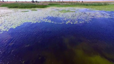 Beyşehir Gölü 4 Mevsim Farklı Kuş Türlerini Ağırlıyor