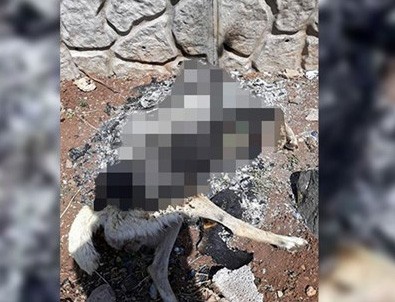 Diyarbakır'da vahşet: Bir köpeği canlı canlı yakarak katletmişler