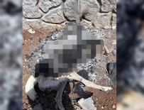 Diyarbakır'da vahşet: Bir köpeği canlı canlı yakarak katletmişler