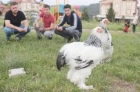 ATICILIK KULÜBÜ - Tavşanlı'da Süs Tavukları Mezat Alanı Açıldı