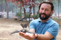 KIRLANGIÇ - Gizemini Koruyan Ebabil Kuşu Karabük'ü Yurt Edindi