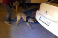 Narkotik Köpeği 'Çakı' Araçtaki Gizli Esrarı Buldu