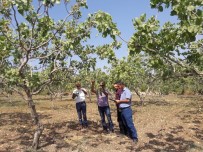 TİLLO - Siirt'te Fıstık Bahçelerinde Rekolte Çalışması