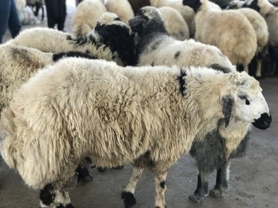 Siverek'te Kurbanlıklar Pazara İndi