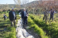 SES SANATÇISI - Torbalı'da İncir Festivali