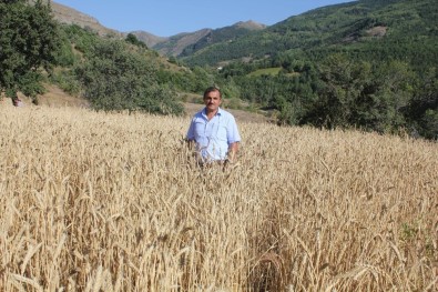 Gümüşhane'de Kuşlar İçin Ekilen Tarlalar Başak Verdi