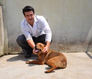 SOKAK KÖPEĞİ - Hayvanseverleri Ayağa Kaldıran Şiddete 625 Lira Ceza